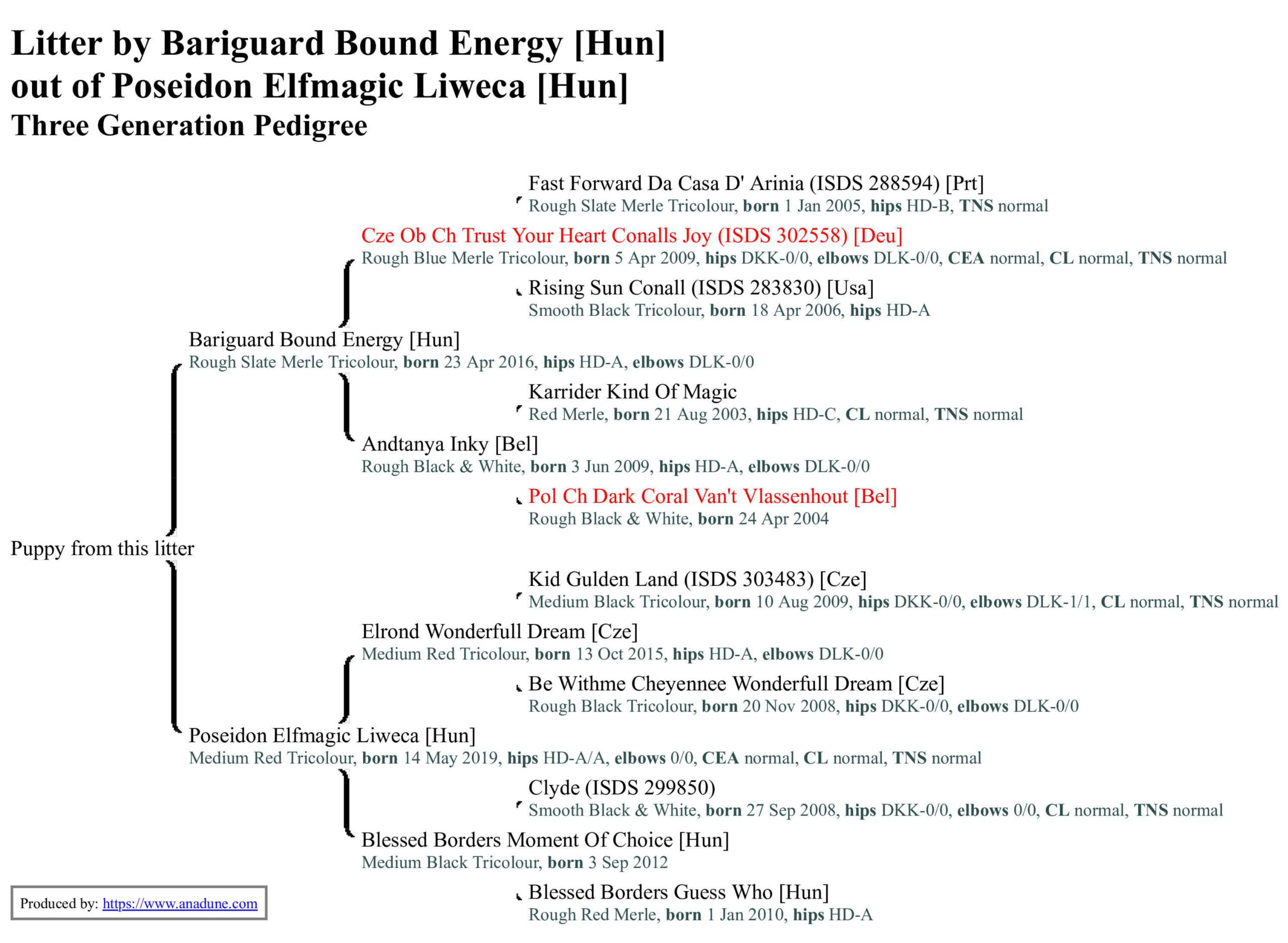 Litter by Bariguard Bound Energy out of Poseidon Elfmagic Liweca. Three Generation Pedigree