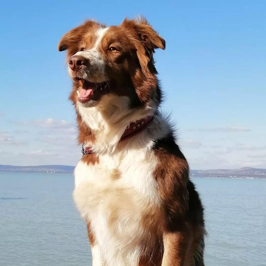 Poseidon Elfmagic Liweca "Wicca"