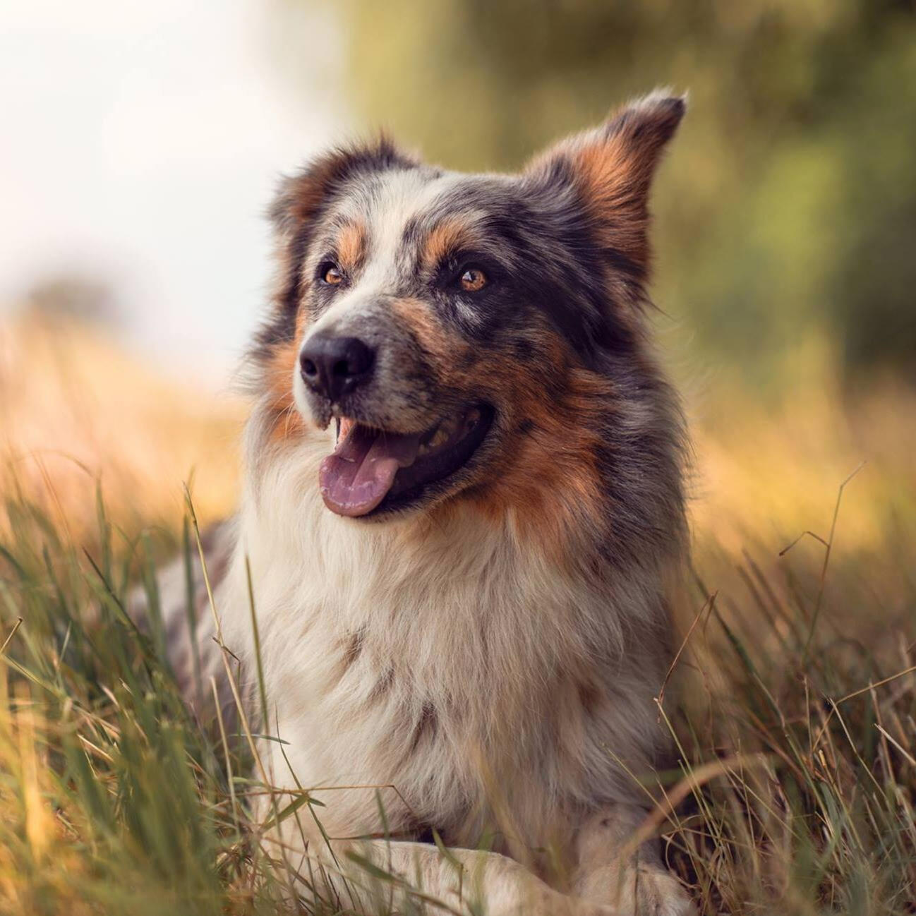 Bariguard Bound Energy "Bandi"