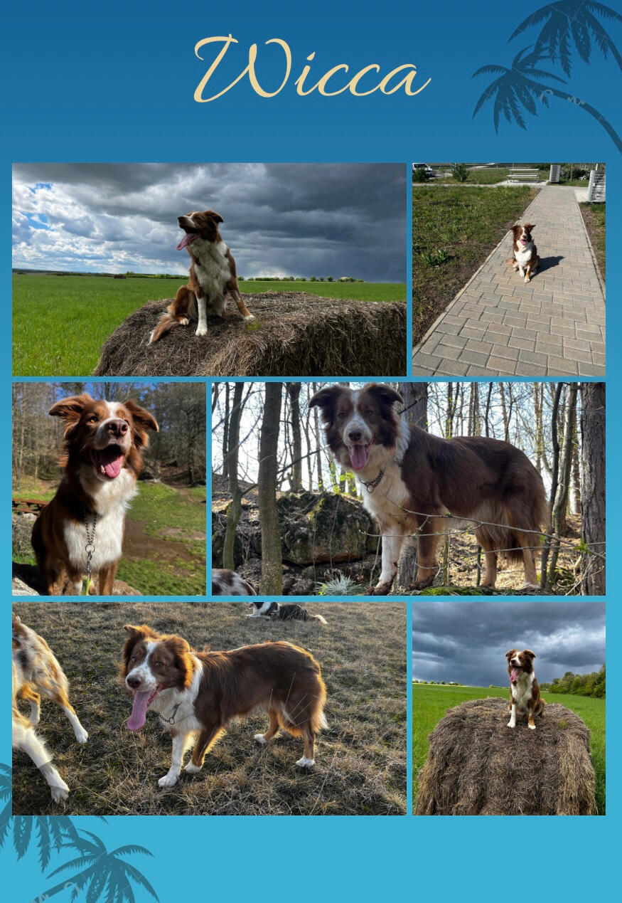 Tervezett alom 2022. Május elején. Bariguard Bound Energy "Bandi" & Poseidon Elfmagic Liweca "Wicca". HD-A; ED 0/0; OCD Free; CEA, CL, TNS normal; My Dog DNS normal